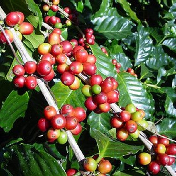 20 coffee seeds from Hilo Hawaii, coffea arabica, home grown in our yard