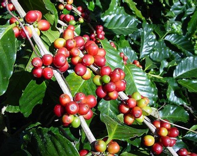 Coffee Seeds Coffea Arabica Seeds Coffee Plant Seeds Coffee Tree Seeds Coffee Flower Seeds Etsy