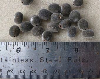 50 drilled mgambo/weleweka seeds from Hawaii