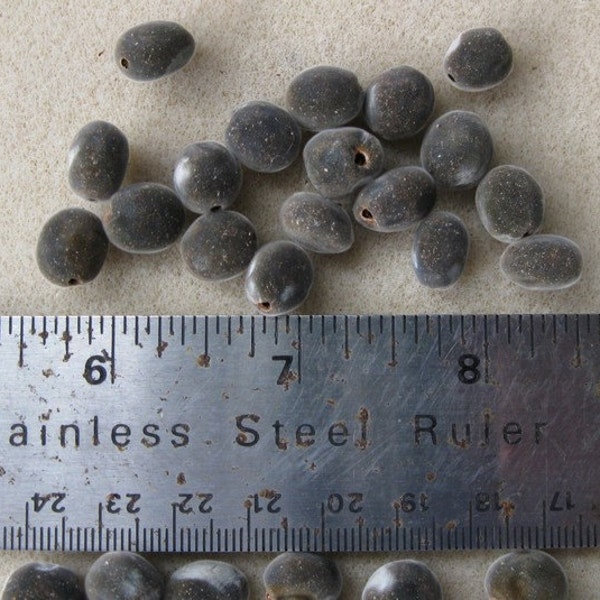 50 drilled mgambo/weleweka seeds from Hawaii