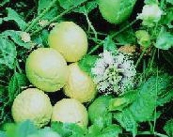 20 Lilikoi seeds - yellow passion fruit, passiflora edulis flavicarpa from Hawaii