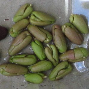 Clove tree seeds (10) - syzygium aromaticum - grown in Hilo, Hawaii