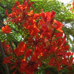 20 poincianas royales ou arbre flamboyant cueillies à la main, nom botanique delonix regia, graines d'Hawaï