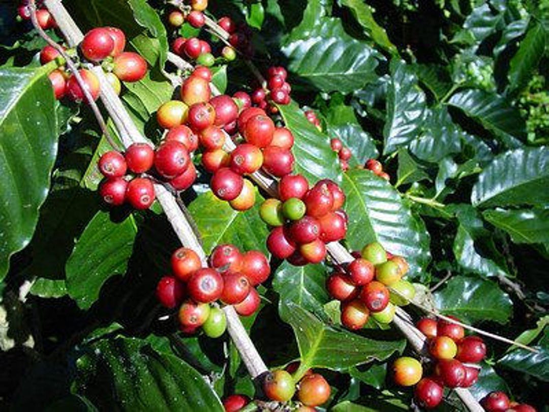 50 Coffee Seeds From Hilo Hawaii Coffea Arabica Home Grown image image