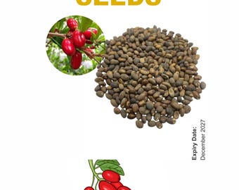 Jamalghota, Croton seeds 15g Miracle Ghana Seeds , Purelyagro Jamalgota ,