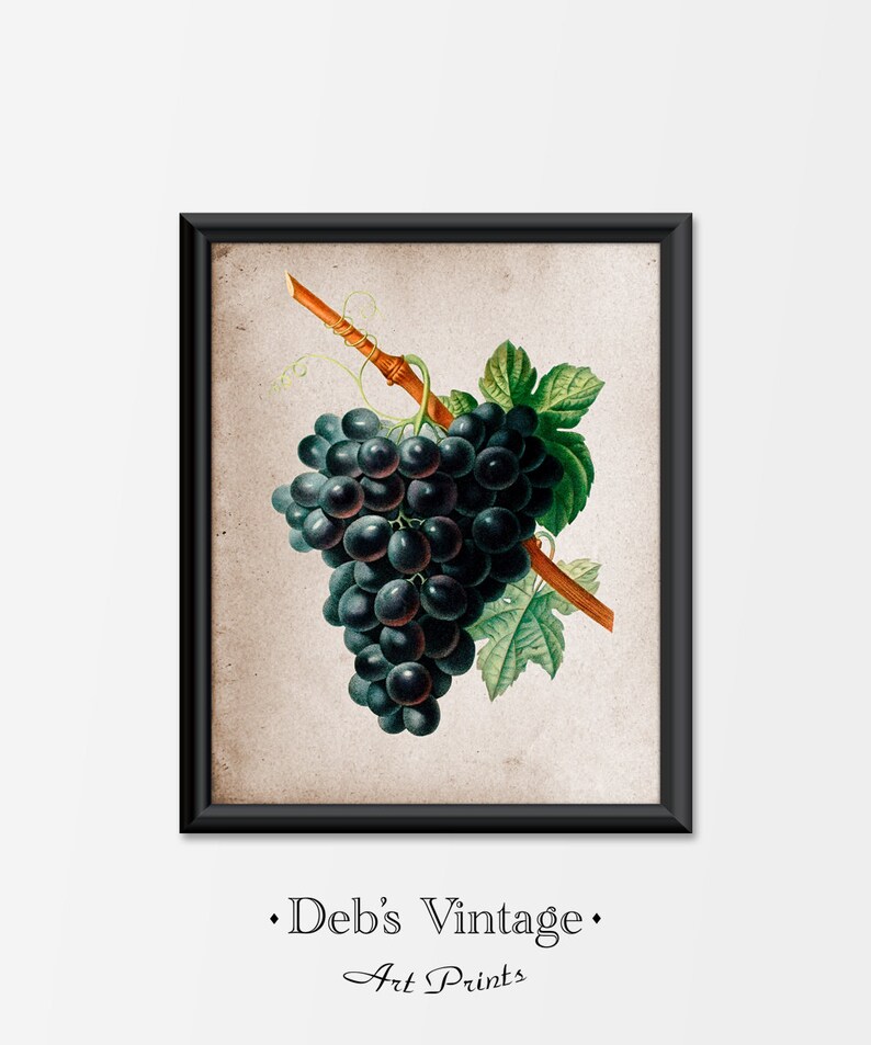 Wine Grapes Antique Art Print Botanical Vintage Fruit Etsy
