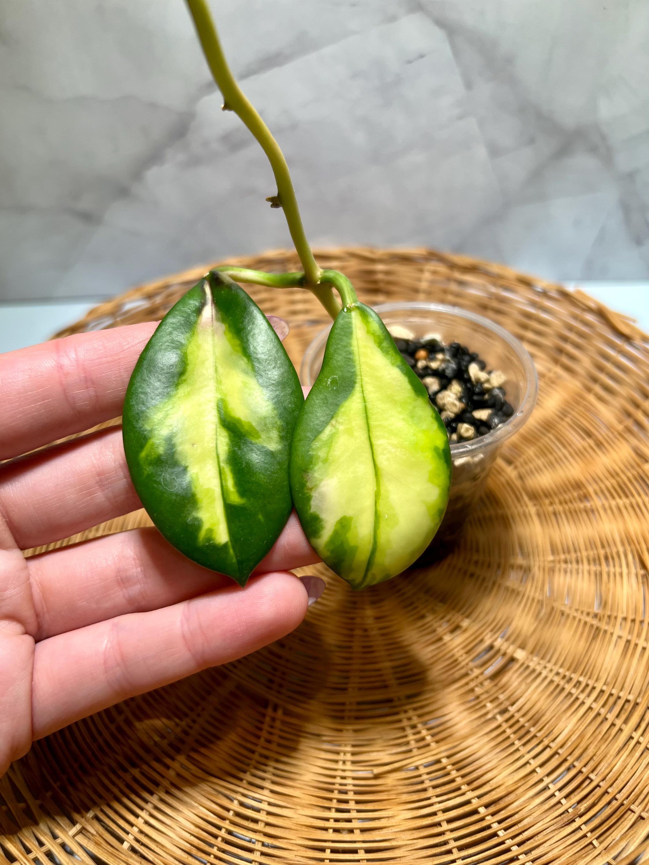 Hoya Diversifolia Maharani - Etsy