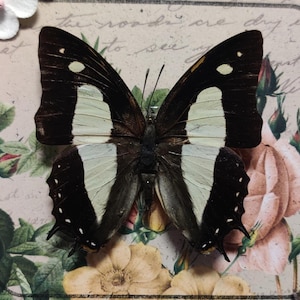 Real Pinned Butterfly- Common Nawab