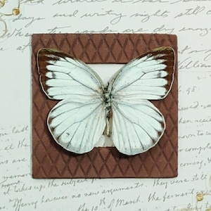 Real Pinned Butterfly- Cepora Nerissa