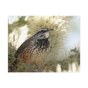 Cactus Wren Print, Southwest Décor.