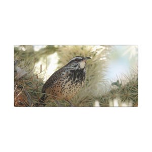 Cactus Wren Canvas Print