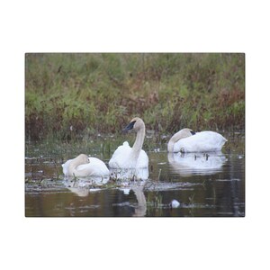 Trumpeter Swan Canvas Print