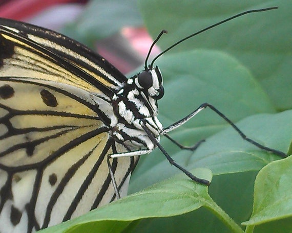 White Black Yellow Butterfly At The Conservatory In Etsy