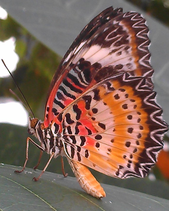 Orange Black White Butterfly At The Conservatory In Etsy
