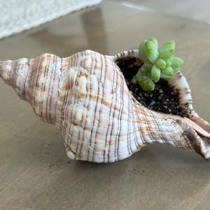 May include: A large, natural seashell planter with a small green succulent plant. The shell is beige and brown with vertical stripes. The succulent is planted in dark soil.