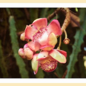 Fleurs d'Hawaï - Cartes de voeux photo vierges pliantes 5 x 7 po. - Image au recto - Vierge à l'intérieur - Lot de 5 avec enveloppes dans une boîte en plastique transparente