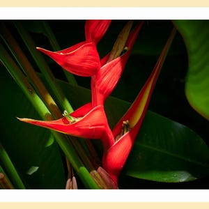 Fleurs tropicales d'Hawaï - Cartes de voeux photo - Lot de 5 avec enveloppes dans une boîte en plastique transparente - Cartes vierges pliantes 5 x 7 avec image au recto