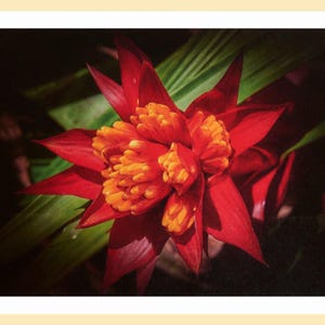 Fleurs d'Hawaï - Cartes de voeux photo - Lot de 5 avec enveloppes dans une boîte en plastique transparente - Cartes vierges pliantes de 5 x 7 pouces avec image au recto