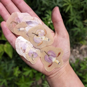 Echtes Tränendes Herz Gepresste Blumen-Aufkleber | Wasserfest | Handgepresst und laminiert | Einzeln und 10er Pack | Für Schreibwaren Liebhaber