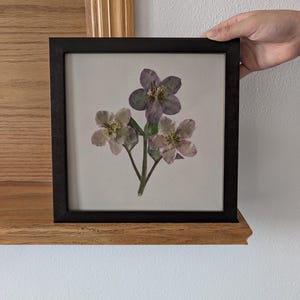 May include: A square black frame containing a pressed flower arrangement on a light grey background. The botanical display features three hellebore flowers with muted purple and green petals, green stems, and visible yellow stamens in the centre.
