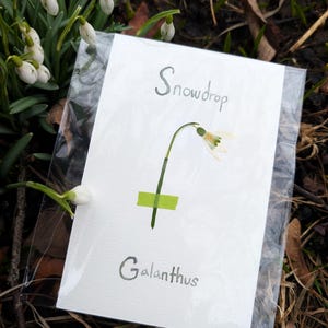Cartão postal de flores forrageiras de Wisconsin | Cartão de arte botânica prensada | Papelaria artesanal de flora local | Presente para amantes da natureza (designs variados)