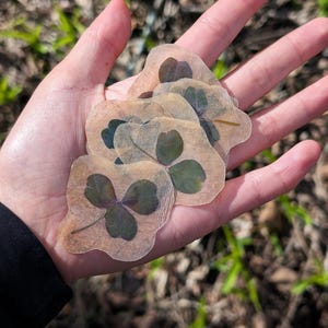Stickers fleurs pressées Real Shamrock - Résistant à l'eau | Pressée à la main et laminée | Paquet de 10 | Pour les amateurs de botanique et de papeterie