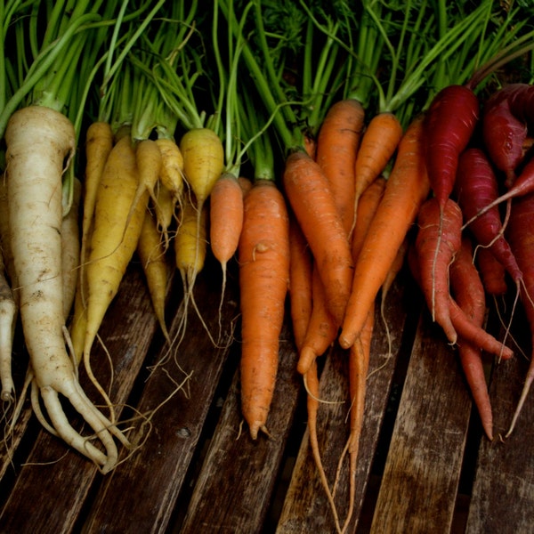 Colourful Carrot Mix - Rainbow of Heirloom Seeds