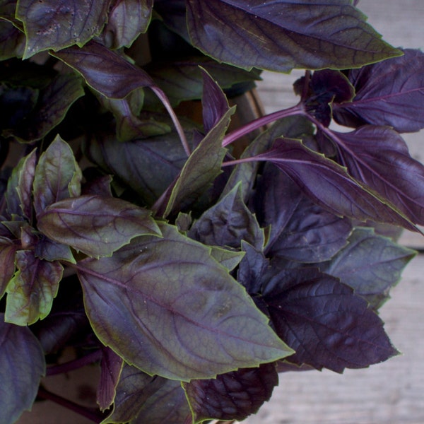 Dark Purple Opal Basil Seeds