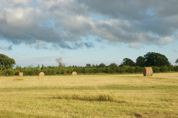 Items similar to Three Packs of Organic Gardening Seeds - Free Shipping