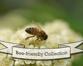 Bee Friendly Seed Collection - Six Packs of Organic Seed