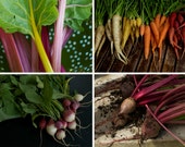 Colorful Heirloom Vegetable Seeds - The Rainbow Collection