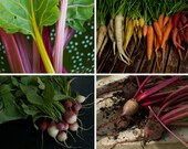 Colorful Heirloom Vegetable Seeds - The Rainbow Collection