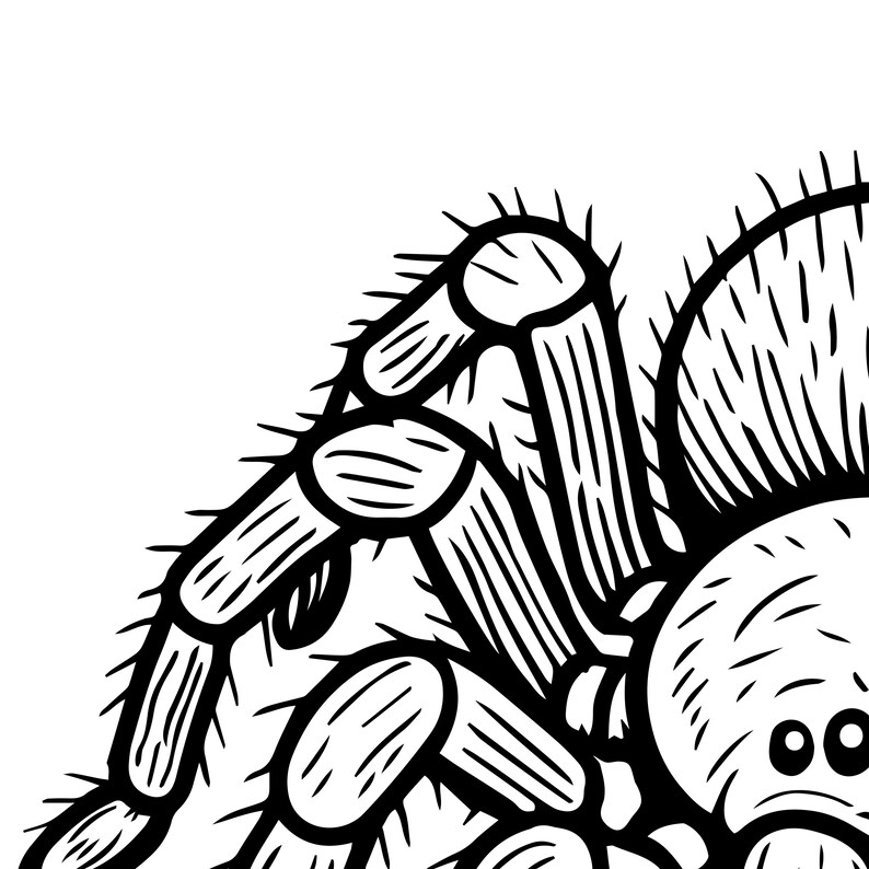 Spider SVG 16 Vector Clipart Bundle: Engrave Laser, Print, Sublimation ...
