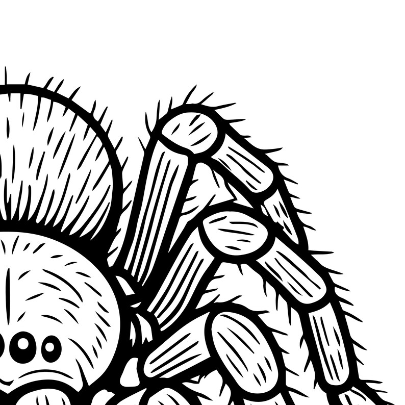 Spider SVG 16 Vector Clipart Bundle: Engrave Laser, Print, Sublimation ...