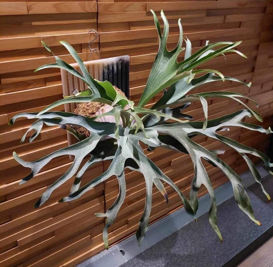 P. willinckii ’Jenny’ TC 1630 P. willinckii 'Jenny' TC 1630 Platycerium Willinckii 'jenny