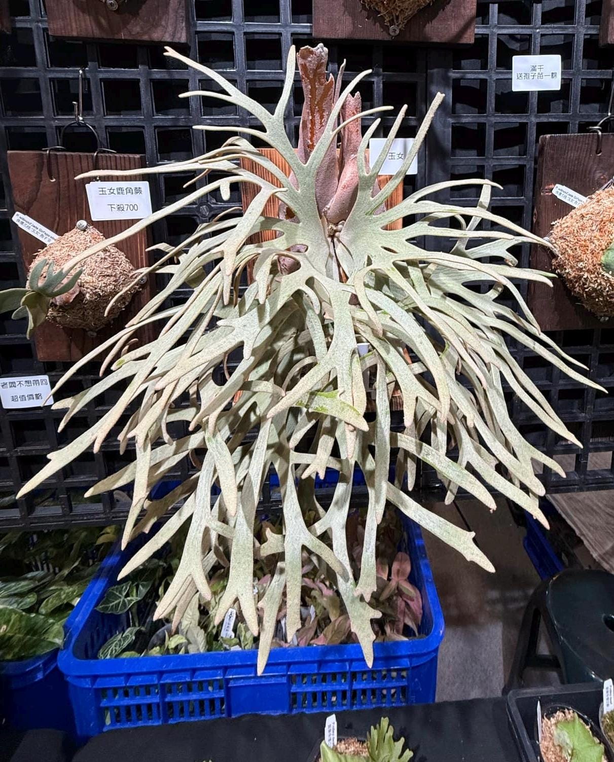Platycerium Ridleyi - Etsy Canada