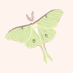 Impresión de arte de polilla Luna - Ilustración de polilla