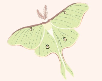 Luna Moth Art Print - Moth Illustration