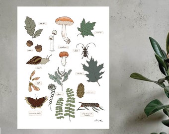 Nature Study Poster, Nature Journal Art, Forest Plants and Creatures, Homeschool Educational Resource, Field Guide Illustration