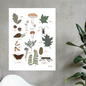 Nature Study Poster, Nature Journal Art, Forest Plants and Creatures, Homeschool Educational Resource, Field Guide Illustration