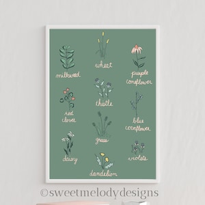 Gráfico de flores silvestres, flores silvestres de Michigan, gráfico botânico floral, pôster de botânica, pôster de flor, flor de trevo, flor de dente de leão, serralha