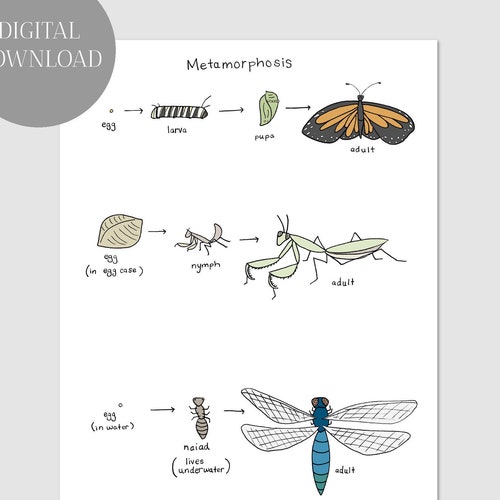 Metamorphosis Chart Digital Download Insect Life Cycle - Etsy New Zealand