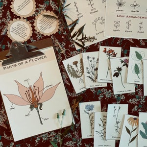 Wildflower Study Bundle - Printable Nature Study - Homeschool Science Resource - Digital Download