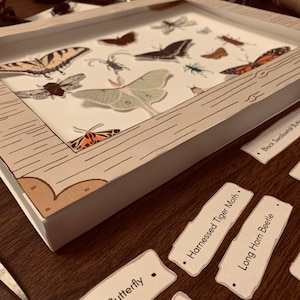 Faux Bug Box Nature Craft - Insect Study - Printable Homeschool Activity - Homeschool Science Resource - Digital Download