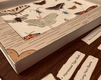 Faux Bug Box Nature Craft - Insekt Studie - druckbare Homeschool-Aktivität - Homeschool-Wissenschaftsressource - Digitaler Download