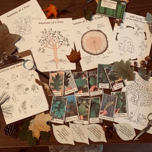 Tree Study Bundle - Printable Nature Study - Homeschool Science Resource - Digital Download