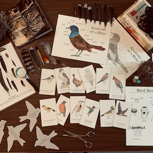 Bird Unit Study Bundle - Printable Nature Study - Homeschool Science Resource - Digital Download