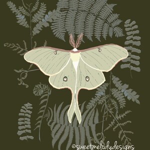 Luna Moth Art Print - Ilustración de polillas y helechos - Moody Nature Art