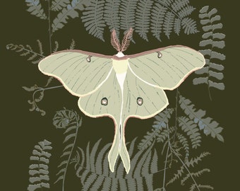 Luna Moth Art Print - Motte und Farn Illustration - Moody Nature Art