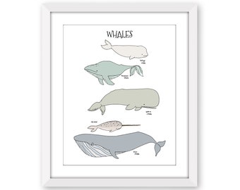 Whale Chart Nursery Art Print - Nautical Nursery Decor - Kids Ocean Poster